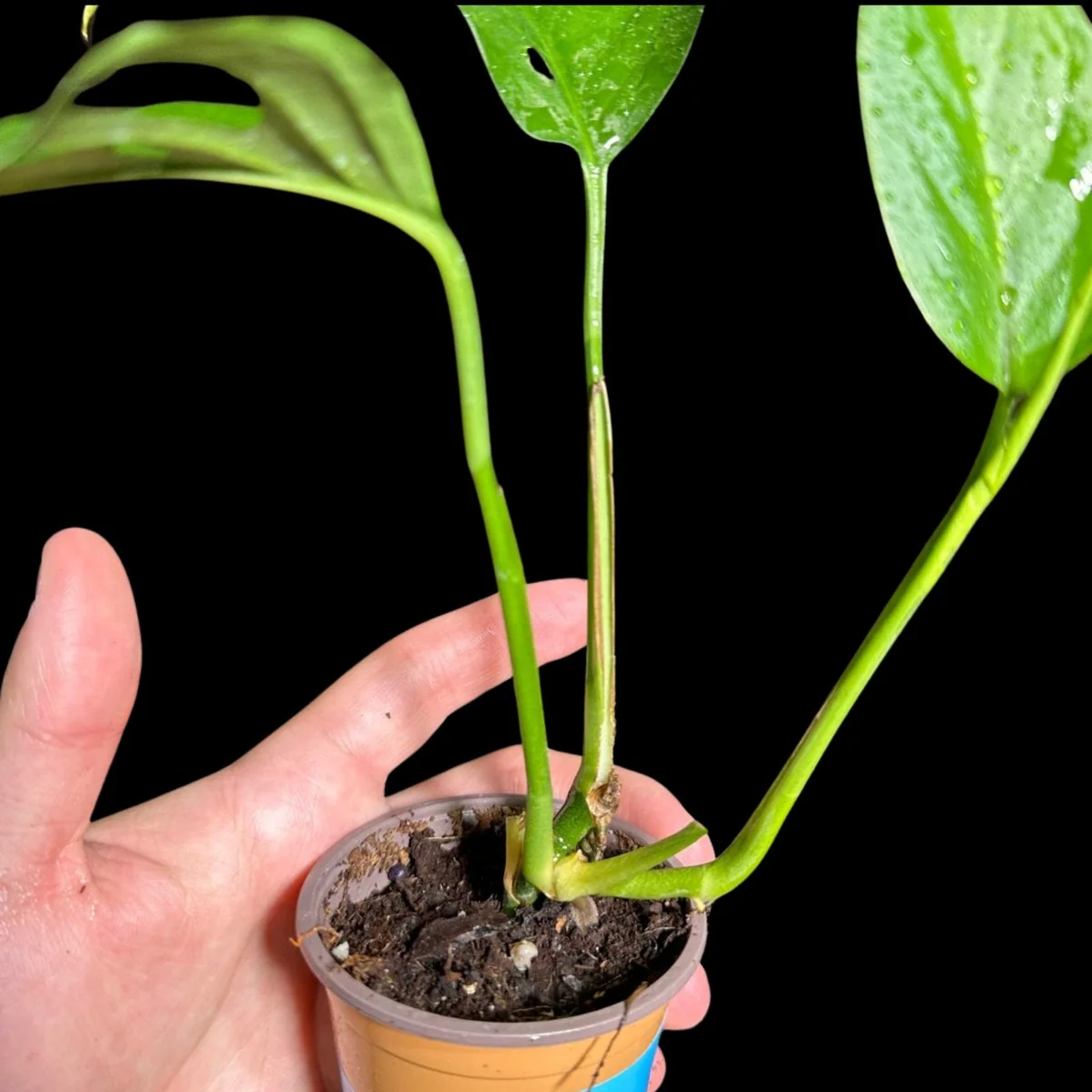 Monstera Adansonii Swiss Cheese Plant - Live Indoor Plant in 4 inch Pot - Image 5