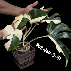 Monstera Albo Live Plant - Rare Variegated Indoor Houseplant - Image 2