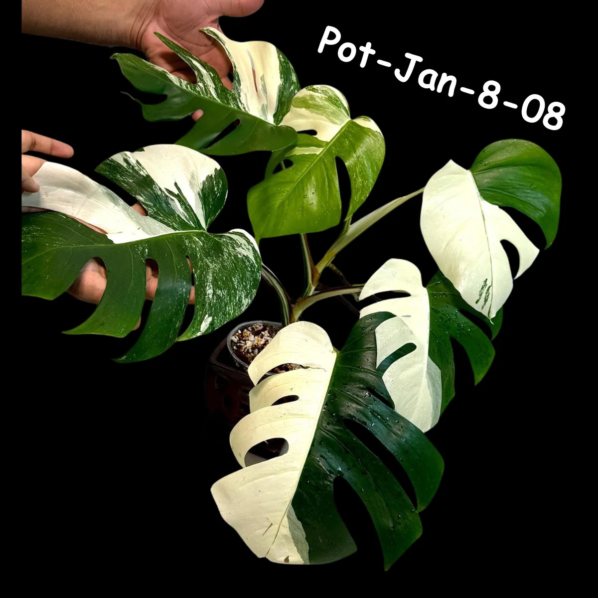 Monstera Albo Live Plant - Rare Variegated Indoor Houseplant - Image 3