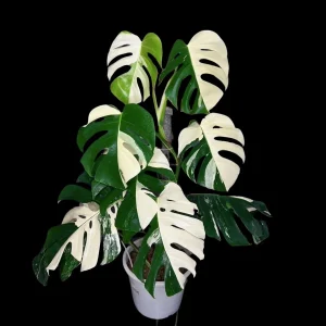 Monstera Albo Live Plant - Rare Variegated Indoor Houseplant - Image 1