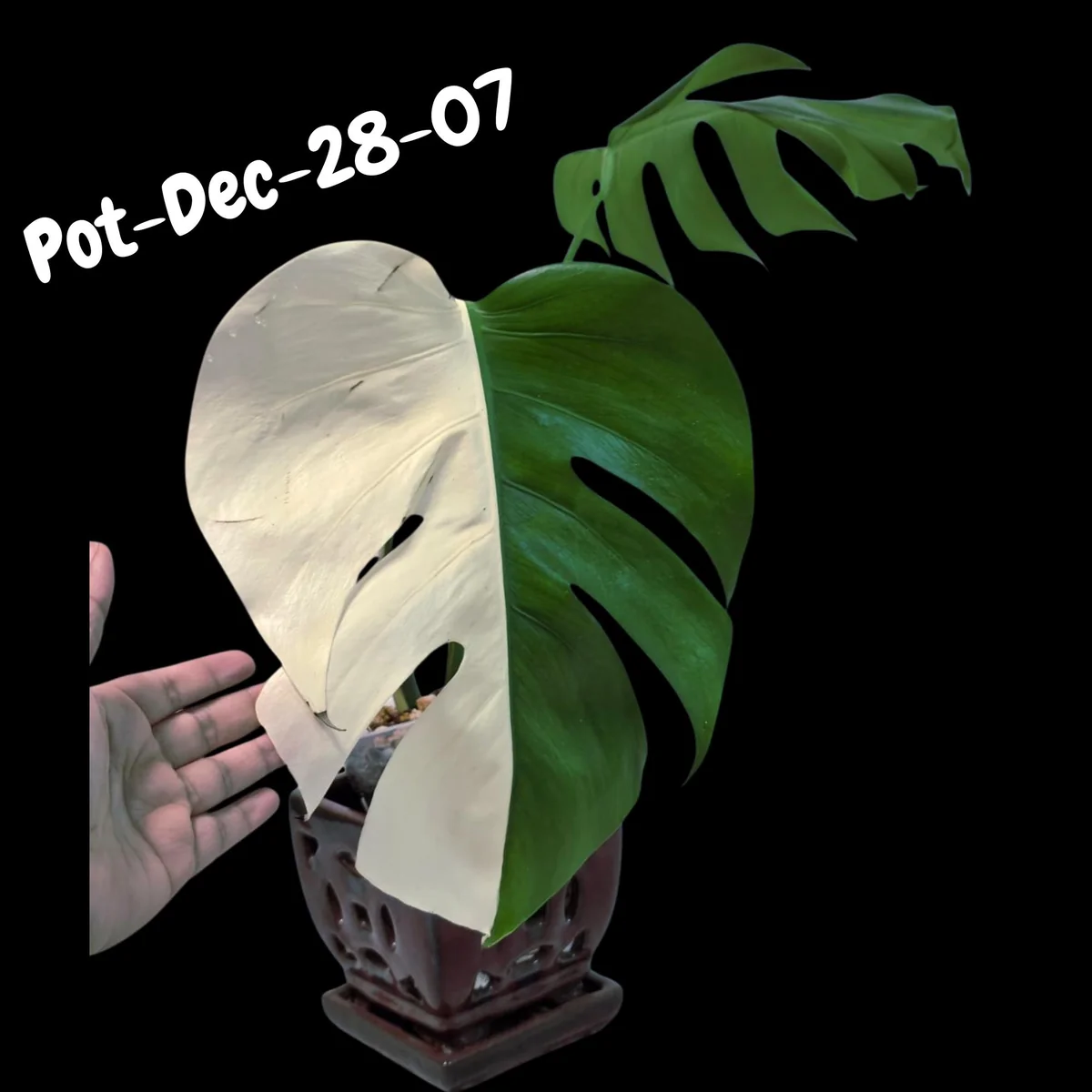 Monstera Albo Live Plant - Rare Variegated Indoor Houseplant - Image 4