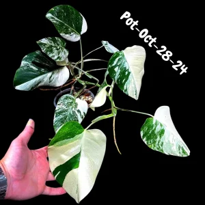 Monstera Albo Live Plant - Rare Variegated Indoor Houseplant - Image 6
