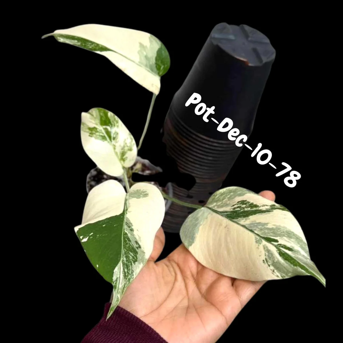 Monstera Albo Live Plant - Rare Variegated Indoor Houseplant - Image 7