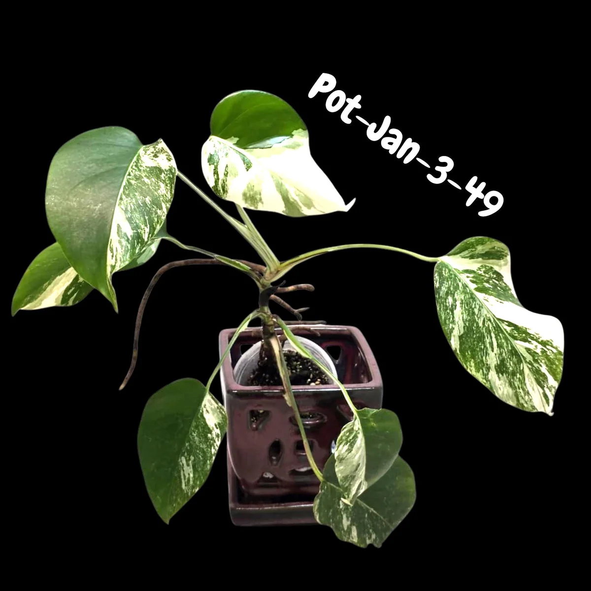 Monstera Albo Live Plant - Rare Variegated Indoor Houseplant - Image 8