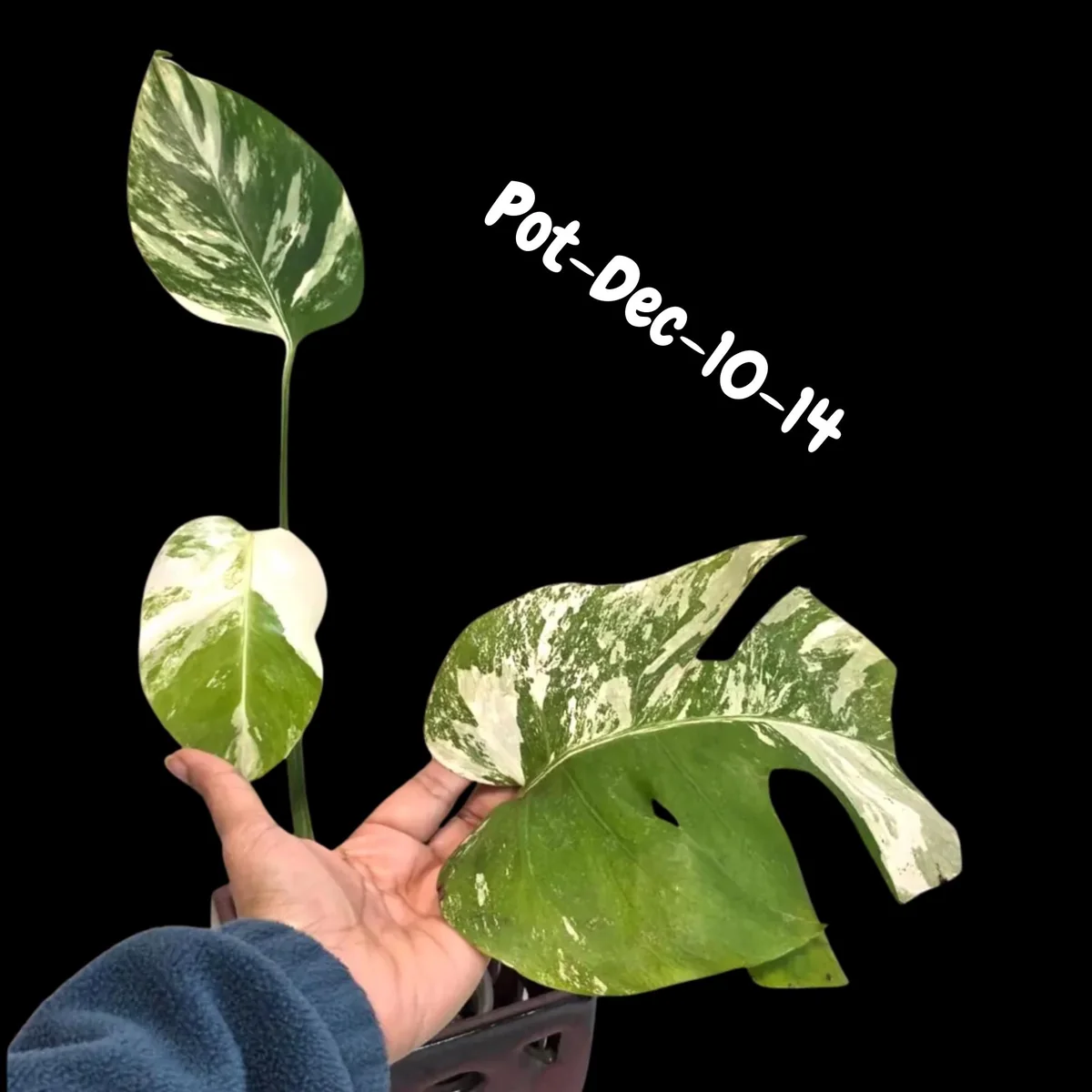 Monstera Albo Live Plant - Rare Variegated Indoor Houseplant - Image 9