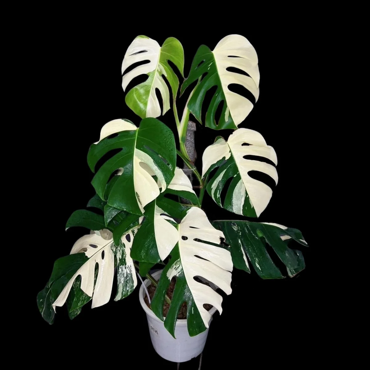Monstera Albo Live Plant - Rare Variegated Indoor Houseplant - Image 1