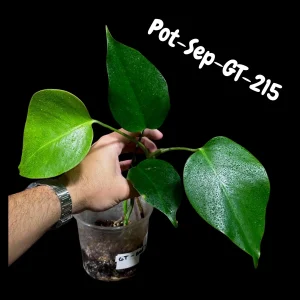 Monstera Albo Live Plant - Variegated Borsigiana Albo Houseplant - Image 5