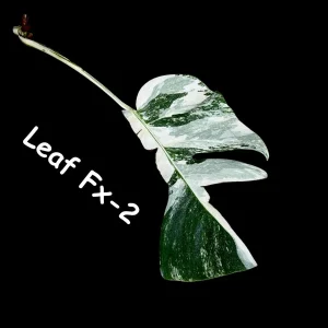 Monstera Albo Variegated Live Plant - Rare Collector Houseplant - White & Green Foliage - Image 10