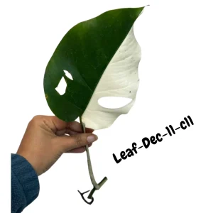 Monstera Albo Variegated Live Plant - Rare Collector Houseplant - White & Green Foliage - Image 2