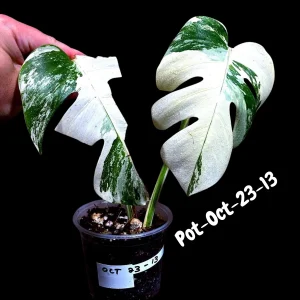 Monstera Albo Variegated Live Plant - Rare Collector Houseplant - White & Green Foliage - Image 5