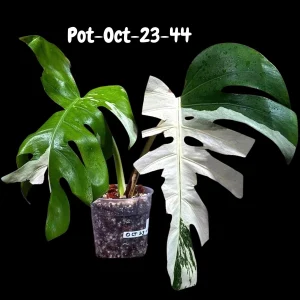 Monstera Albo Variegated Live Plant - Rare Collector Houseplant - White & Green Foliage - Image 6