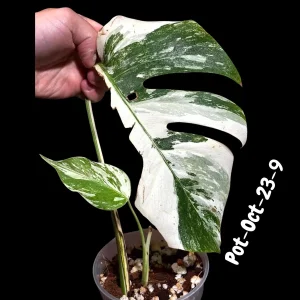 Monstera Albo Variegated Live Plant - Rare Collector Houseplant - White & Green Foliage - Image 7
