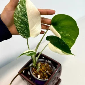 Monstera Albo Variegated Live Plant – Rare Indoor Houseplant – White & Green Foliage - Image 3