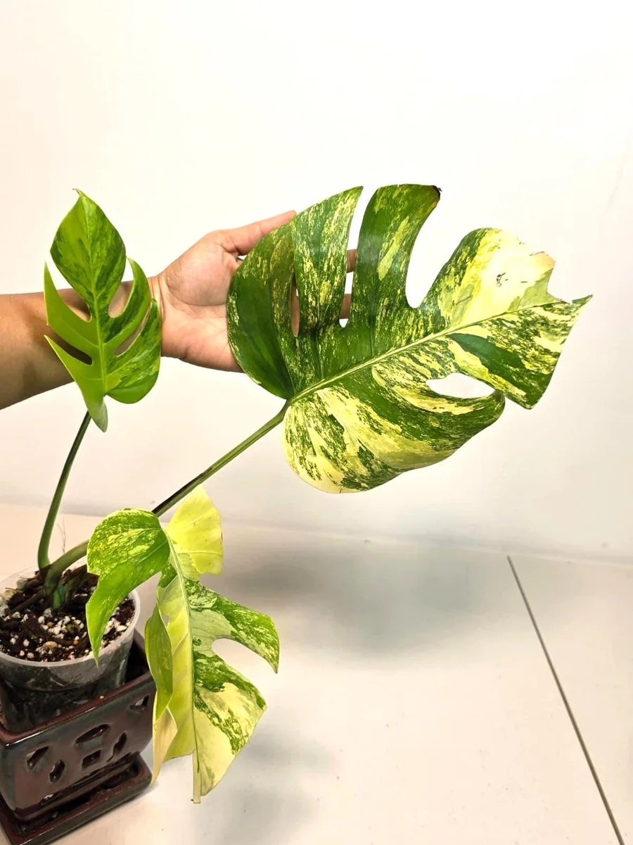 Monstera Aurea Variegated Borsigiana Live Plant - Indoor Tropical Houseplant - Image 4