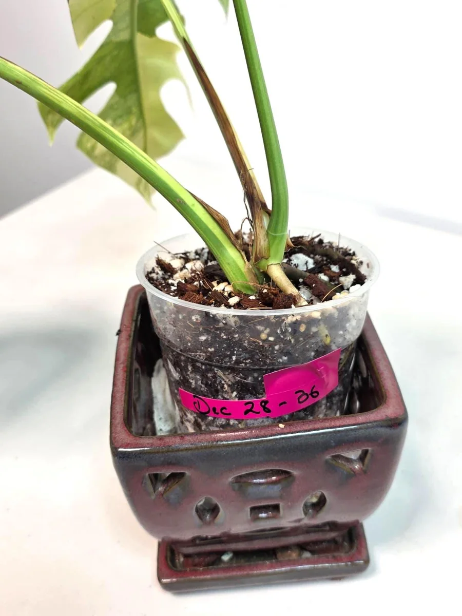 Monstera Aurea Variegated Borsigiana Live Plant - Indoor Tropical Houseplant - Image 7