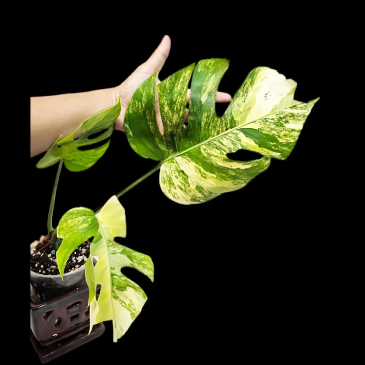 Monstera Aurea Variegated Borsigiana Live Plant - Indoor Tropical Houseplant - Image 1