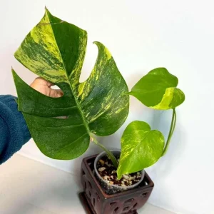Monstera Aurea Variegated Borsigiana Live Plant - Potted Houseplant - Image 2