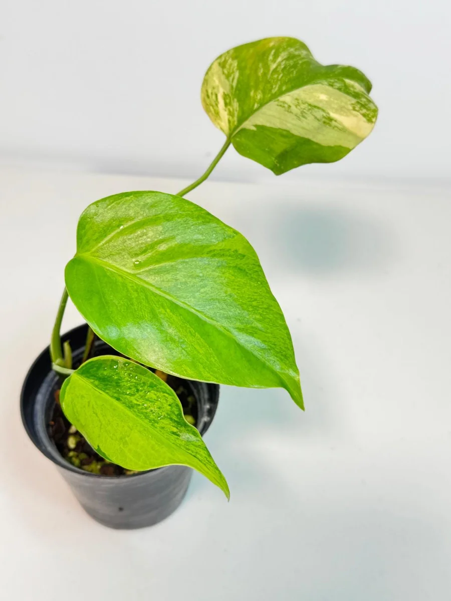 Monstera Aurea Variegated Borsigiana Live Plant – Potted Houseplant – Indoor - Image 2