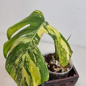 Monstera Aurea Variegated Borsigiana Live Plant - Potted Houseplant - Indoor - Image 2