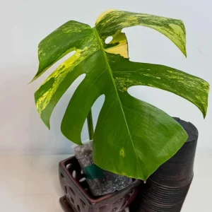 Monstera Aurea Variegated Borsigiana Live Plant - Potted Houseplant - Image 2