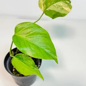 Monstera Aurea Variegated Borsigiana Live Plant - Potted Houseplant - Image 2