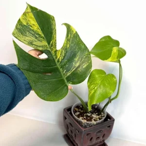 Monstera Aurea Variegated Borsigiana Live Plant - Potted Houseplant - Image 3