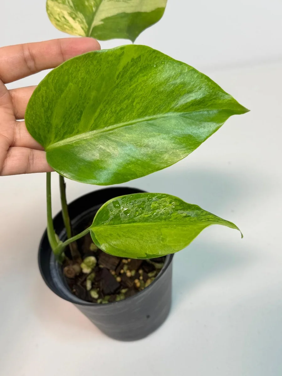 Monstera Aurea Variegated Borsigiana Live Plant – Potted Houseplant – Indoor - Image 3