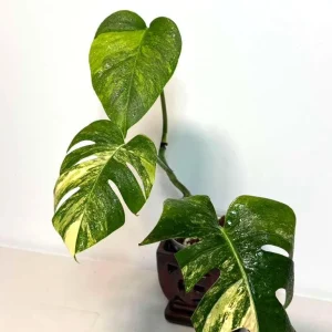 Monstera Aurea Variegated Borsigiana Live Plant - Potted Top Cut Houseplant - Image 3