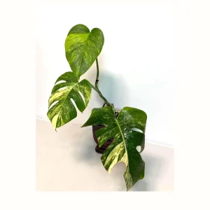 Monstera Aurea Variegated Borsigiana Live Plant - Potted Top Cut Houseplant - Image 1