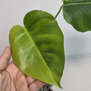 Monstera Aurea Variegated Borsigiana Live Plant - Potted Houseplant - Image 4