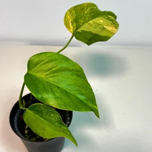 Monstera Aurea Variegated Borsigiana Live Plant – Potted Houseplant – Indoor - Image 4