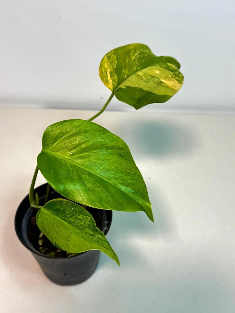 Monstera Aurea Variegated Borsigiana Live Plant – Potted Houseplant – Indoor - Image 4