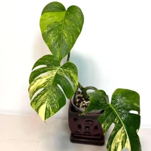Monstera Aurea Variegated Borsigiana Live Plant - Potted Top Cut Houseplant - Image 4