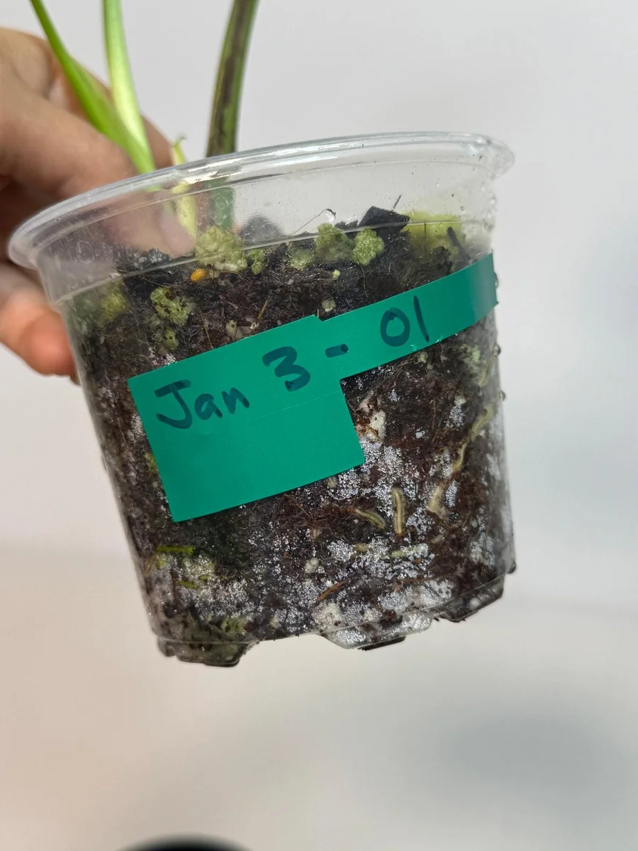 Monstera Aurea Variegated Borsigiana Live Plant – Potted Houseplant – Indoor - Image 5