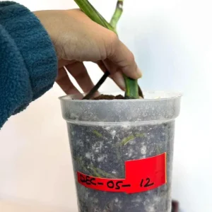 Monstera Aurea Variegated Borsigiana Live Plant - Potted Top Cut Houseplant - Image 5