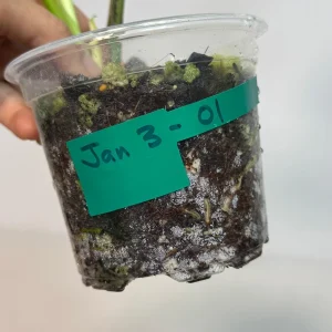 Monstera Aurea Variegated Borsigiana Live Plant - Potted Houseplant - Image 5