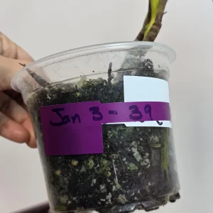 Monstera Aurea Variegated Borsigiana Live Plant - Potted Houseplant - Image 6