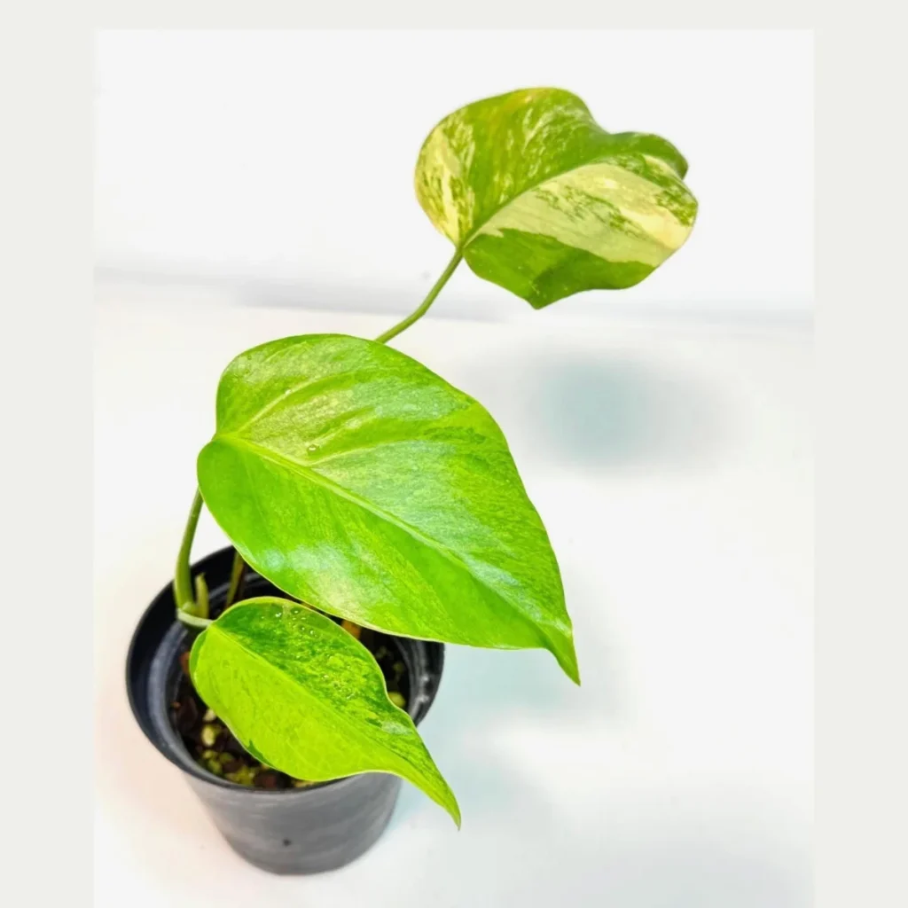 philodendron green congo variegated Philodendron Green Congo Variegated main image 0