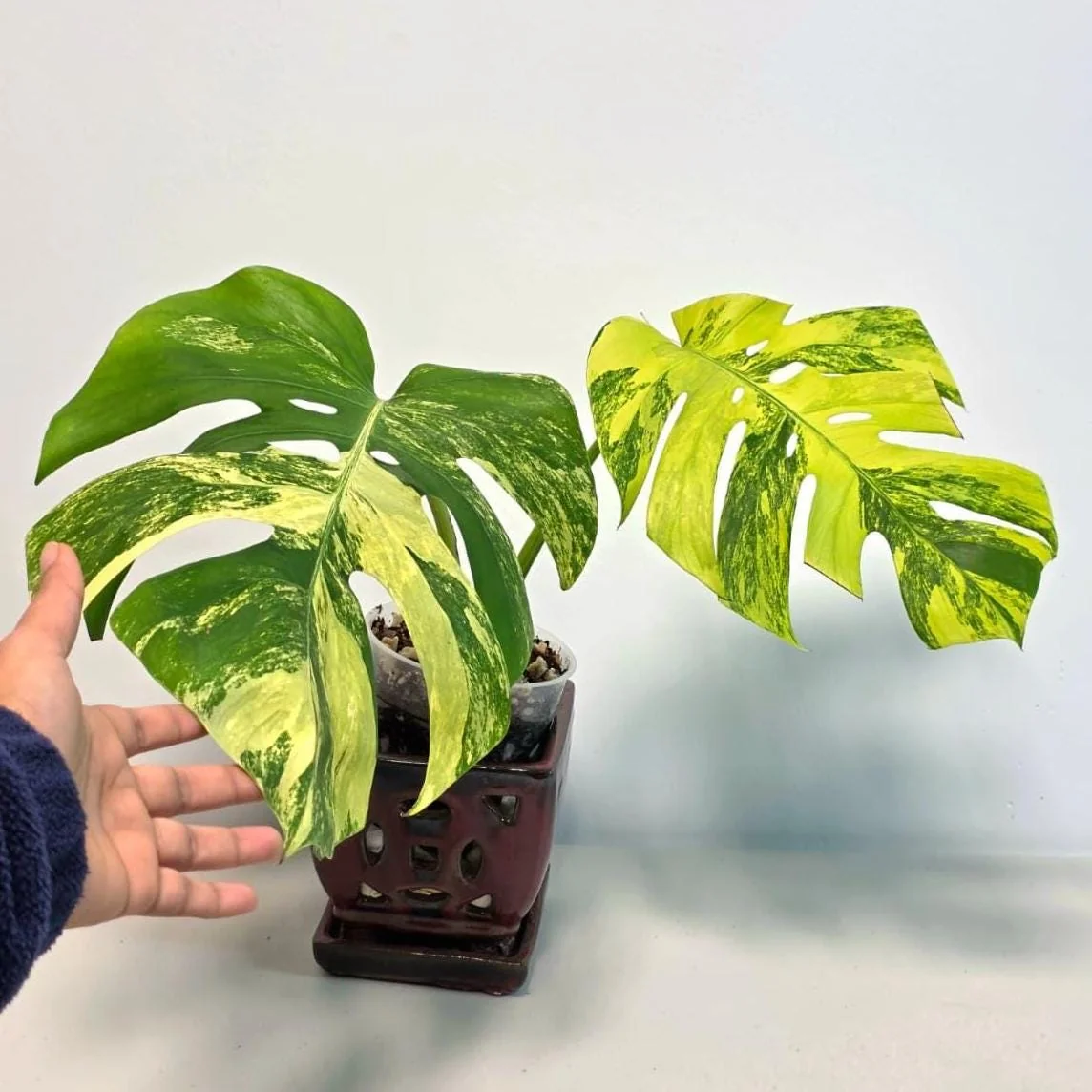 Monstera Aurea Variegated Borsigiana Live Plant - Rare Tropical Houseplant in Nursery Pot - Image 1