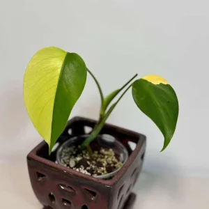 Monstera Aurea Variegated Borsigiana Live Plant - Rare Indoor Houseplant - Image 2