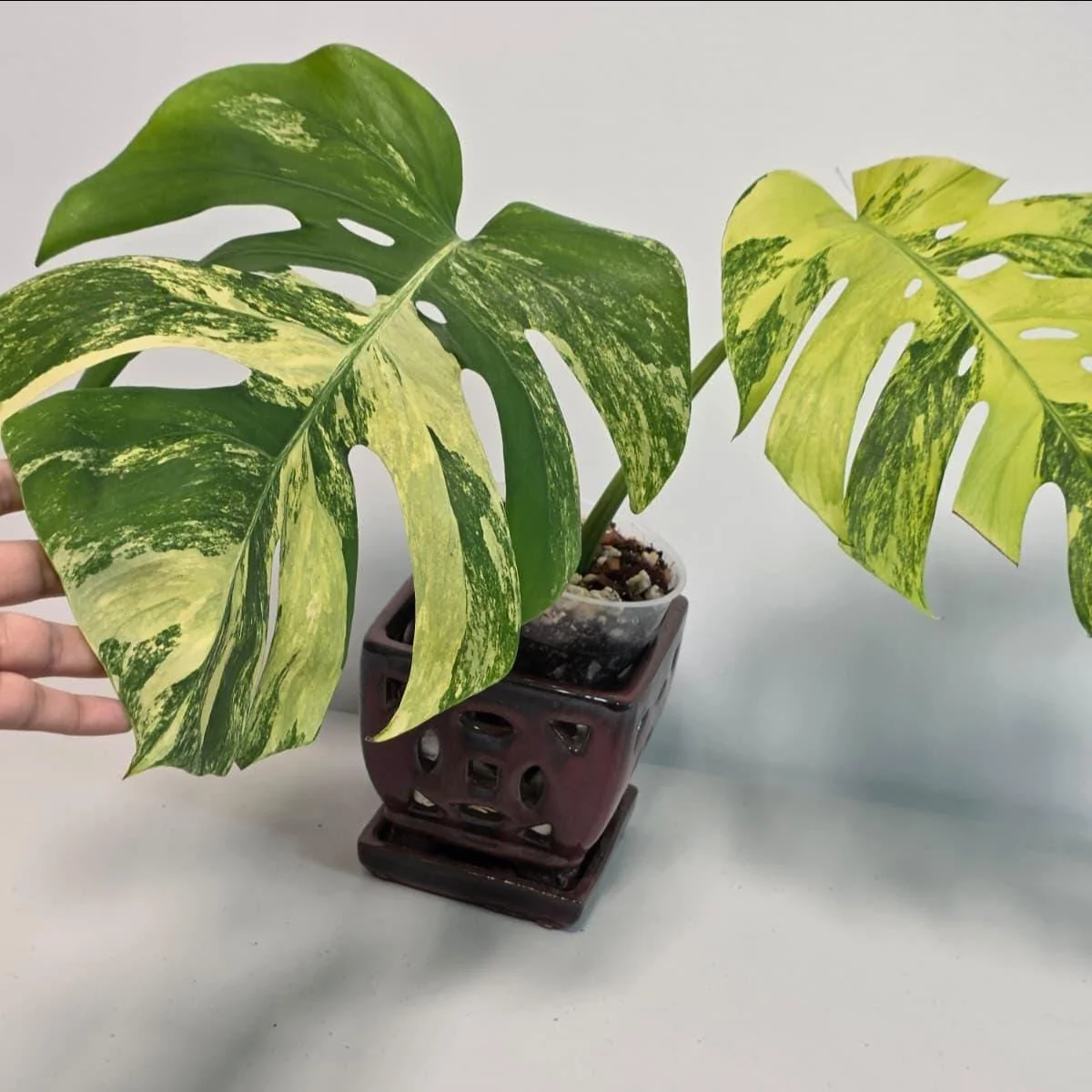 Monstera Aurea Variegated Borsigiana Live Plant - Rare Tropical Houseplant in Nursery Pot - Image 2