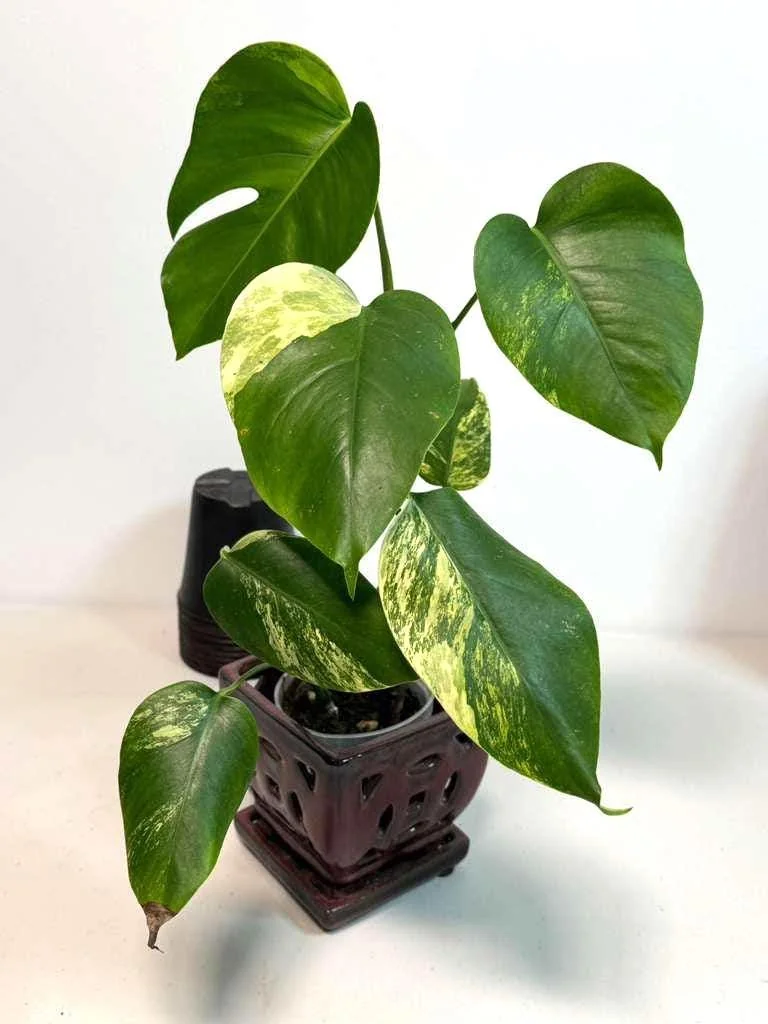 Monstera Aurea Variegated Borsigiana Live Plant - Rare Tropical Houseplant - Image 2