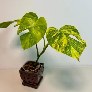 Monstera Aurea Variegated Borsigiana Live Plant - Rare Tropical Houseplant - Potted - Image 3