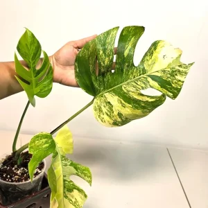 Monstera Aurea Variegated Borsigiana Live Plant - Rare Indoor Houseplant - Image 3