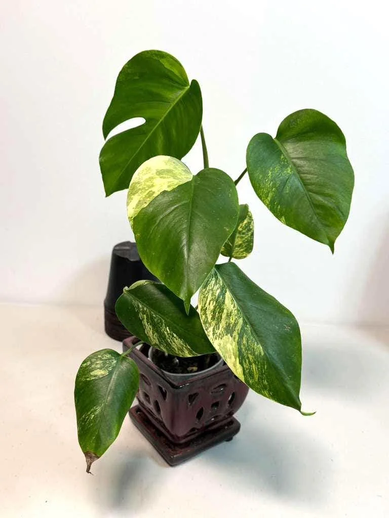 Monstera Aurea Variegated Borsigiana Live Plant - Rare Tropical Houseplant - Image 3