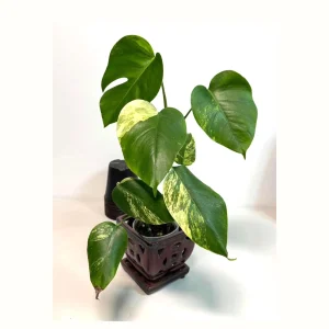 Monstera Aurea Variegated Borsigiana Live Plant - Rare Tropical Houseplant - Image 1