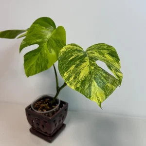 Monstera Aurea Variegated Borsigiana Live Plant - Rare Tropical Houseplant - Potted - Image 4