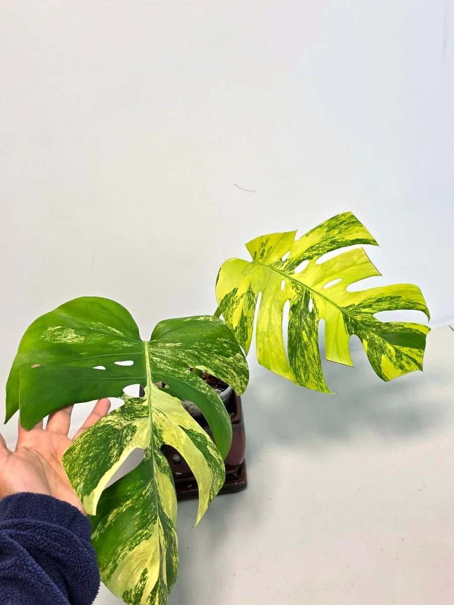 Monstera Aurea Variegated Borsigiana Live Plant - Rare Tropical Houseplant in Nursery Pot - Image 4