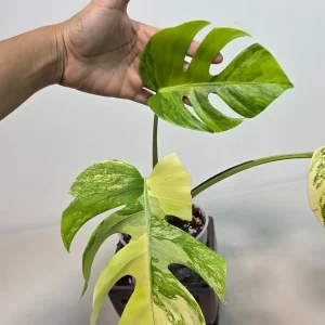 Monstera Aurea Variegated Borsigiana Live Plant - Rare Tropical Houseplant - Image 4