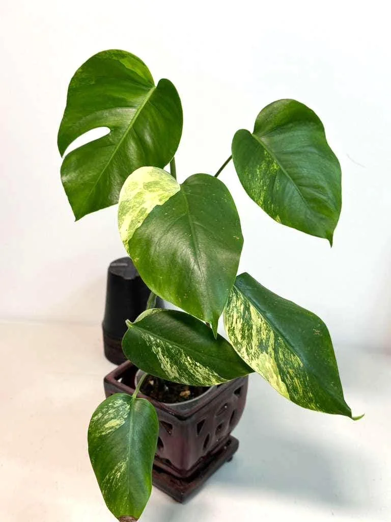 Monstera Aurea Variegated Borsigiana Live Plant - Rare Tropical Houseplant - Image 4